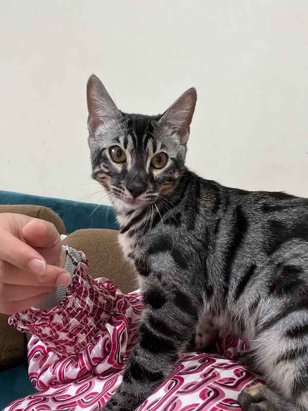 Pure pedigree bengal cat silver bengal rare for sale in Putney, Greater London