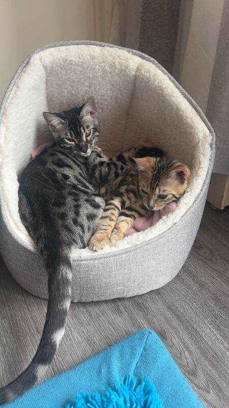 Pure pedigree bengal cat silver bengal rare for sale in Putney, Greater London | Image 2