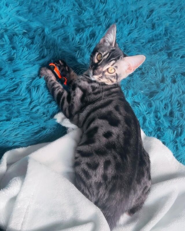 Pure pedigree bengal cat silver bengal rare for sale in Putney, Greater London | Image 3