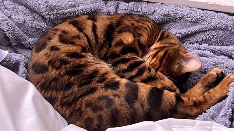PURE PEDIGREE MALE BENGAL for sale in Wakefield, West Yorkshire