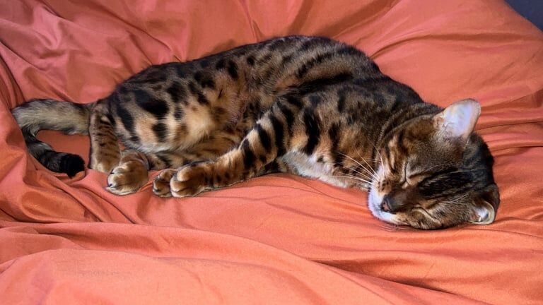 PURE PEDIGREE MALE BENGAL for sale in Wakefield, West Yorkshire - Image 2