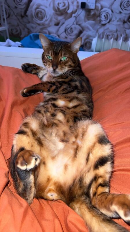 PURE PEDIGREE MALE BENGAL for sale in Wakefield, West Yorkshire - Image 3