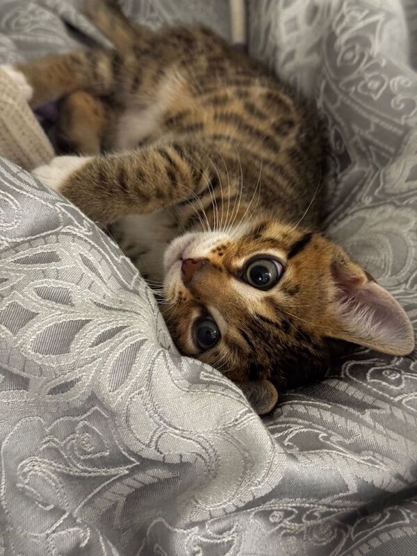 Bengal kittens for sale in Fulham, Greater London – 10 weeks old