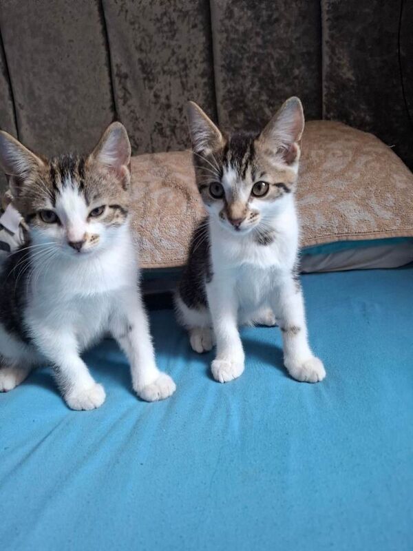 Bengal Kittens For Sale