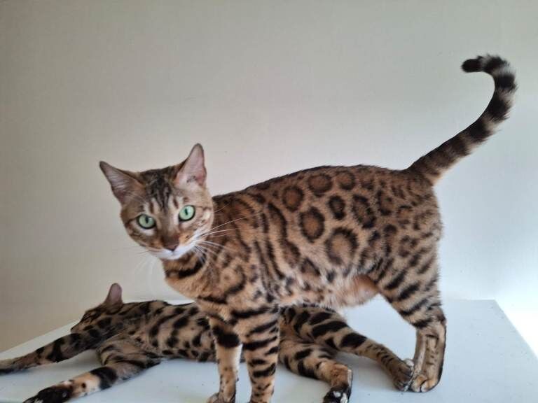 Bengal kittens for sale in Walthamstow, Greater London – 4 years old
