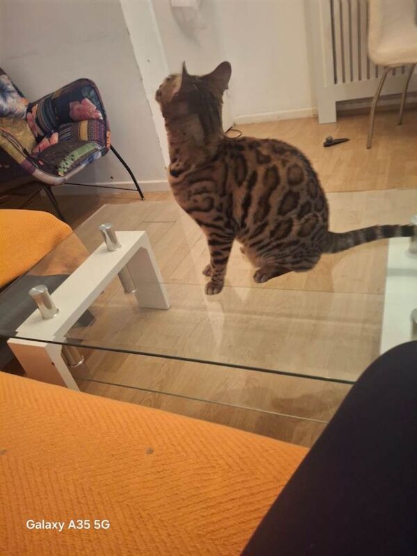 Bengal kittens for sale in Walthamstow, Greater London – 4 years old - Image 2 of 5