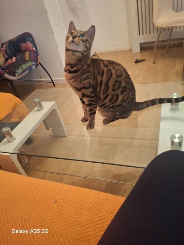Bengal kittens for sale in Walthamstow, Greater London – 4 years old - Image 3 of 5