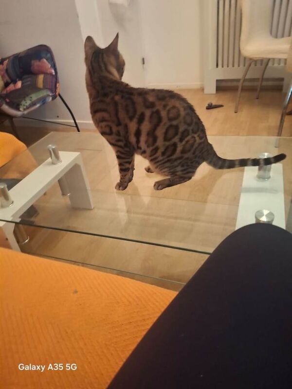 Bengal kittens for sale in Walthamstow, Greater London – 4 years old - Image 4 of 5