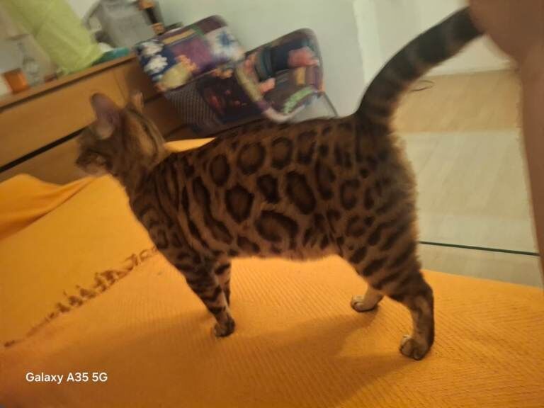 Bengal kittens for sale in Walthamstow, Greater London – 4 years old - Image 5 of 5