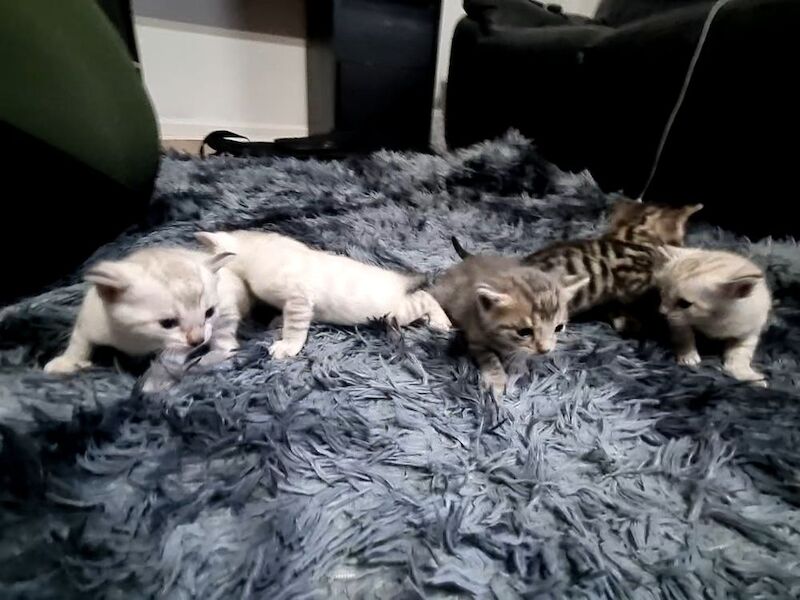Bengal kittens for sale in London, Greater London – 3 weeks old