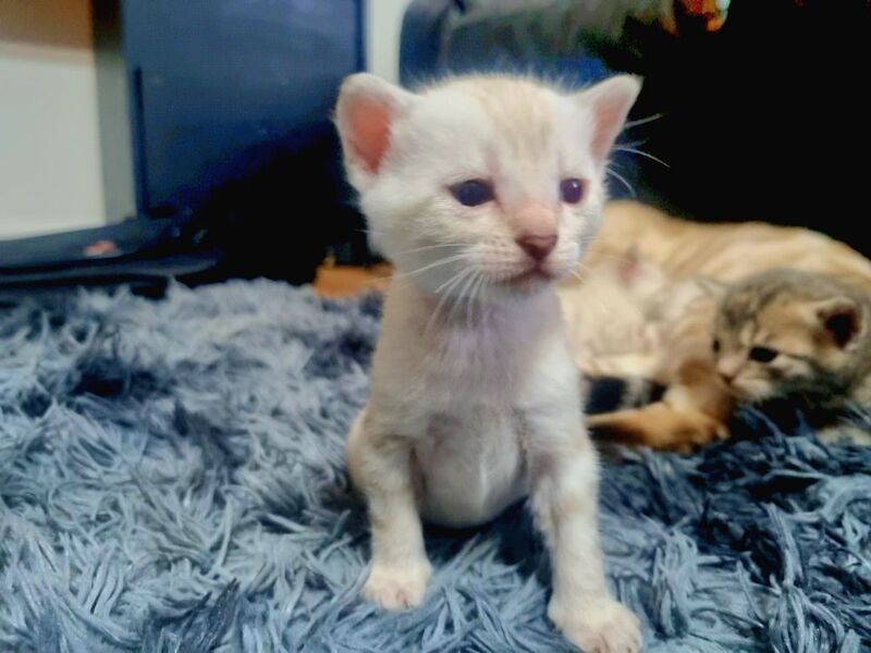 Bengal kittens for sale in London, Greater London – 3 weeks old - Image 2 of 14