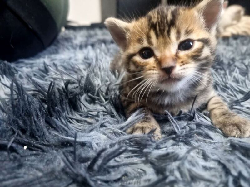 Bengal kittens for sale in London, Greater London – 3 weeks old - Image 3 of 14