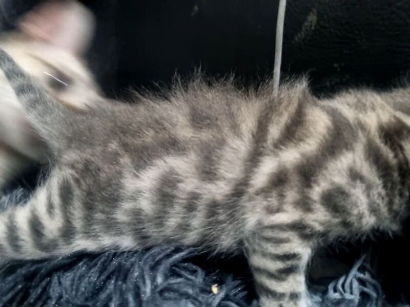 Bengal kittens for sale in London, Greater London – 3 weeks old - Image 4 of 14