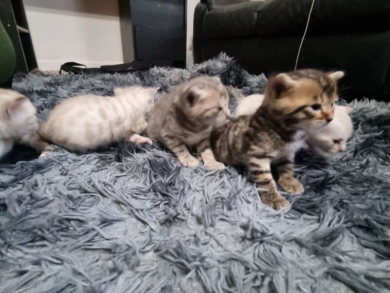 Bengal kittens for sale in London, Greater London – 3 weeks old - Image 6 of 14