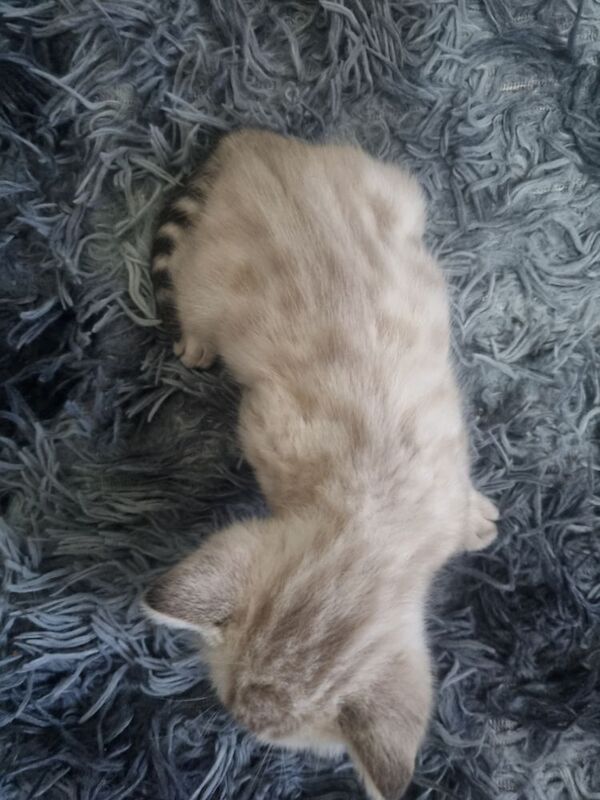 Bengal kittens for sale in London, Greater London – 3 weeks old - Image 7 of 14
