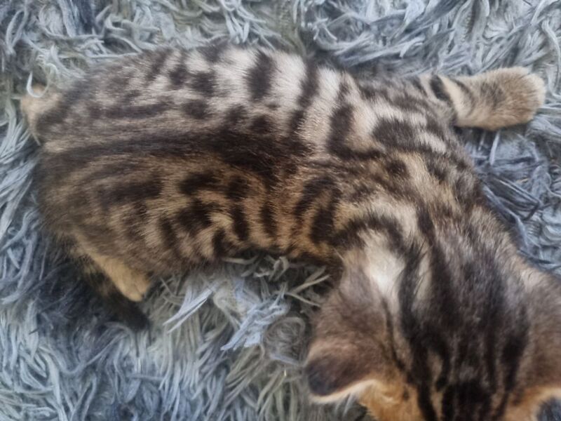 Bengal kittens for sale in London, Greater London – 3 weeks old - Image 8 of 14