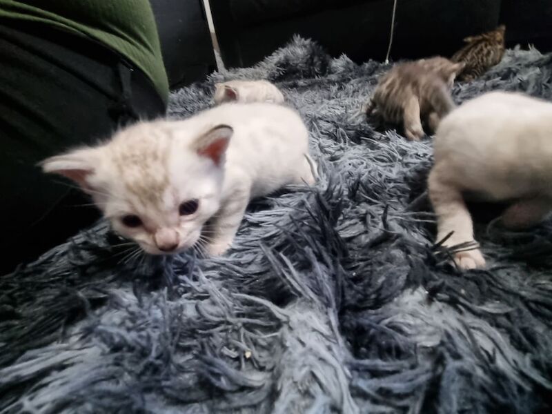 Bengal kittens for sale in London, Greater London – 3 weeks old - Image 9 of 14