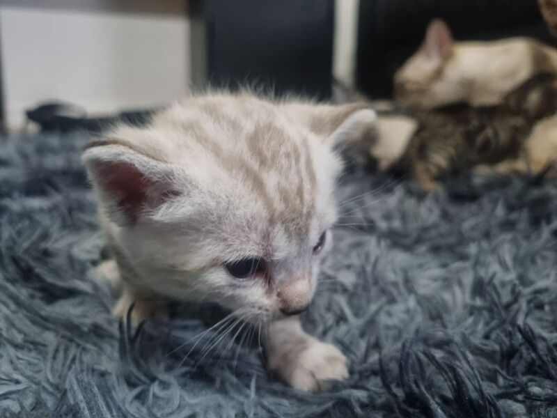 Bengal kittens for sale in London, Greater London – 3 weeks old - Image 10 of 14