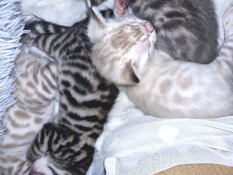 Bengal kittens for sale in London, Greater London – 3 weeks old - Image 11 of 14