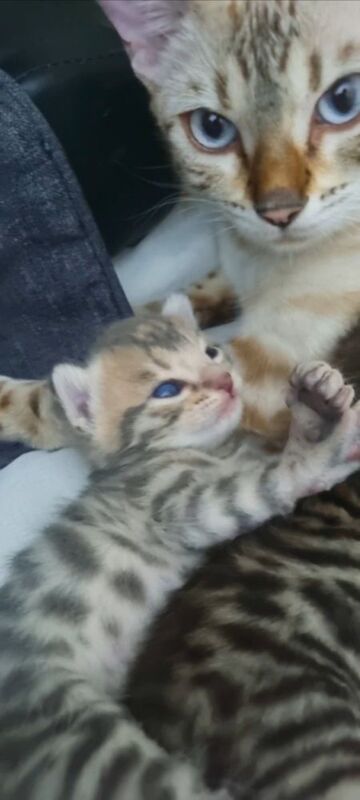 Bengal kittens for sale in London, Greater London – 3 weeks old - Image 14 of 14