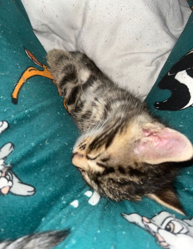 Ready now Bengals all male litter for sale in Bathgate, West Lothian | Image 2
