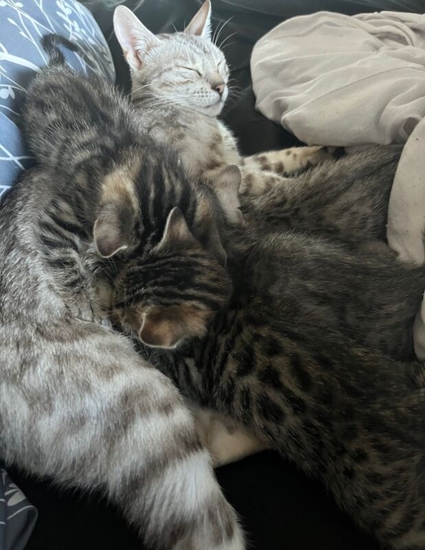 Ready now Bengals all male litter for sale in Bathgate, West Lothian | Image 3