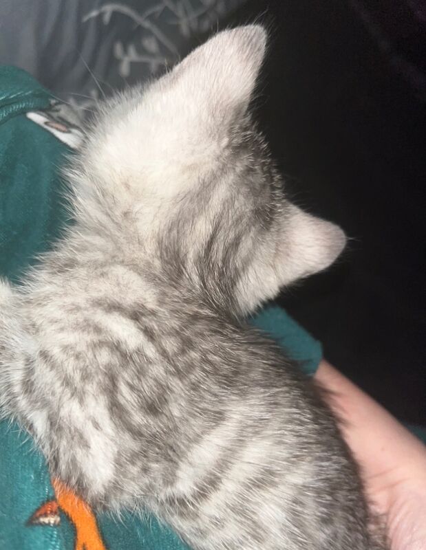 Ready now Bengals all male litter for sale in Bathgate, West Lothian | Image 4