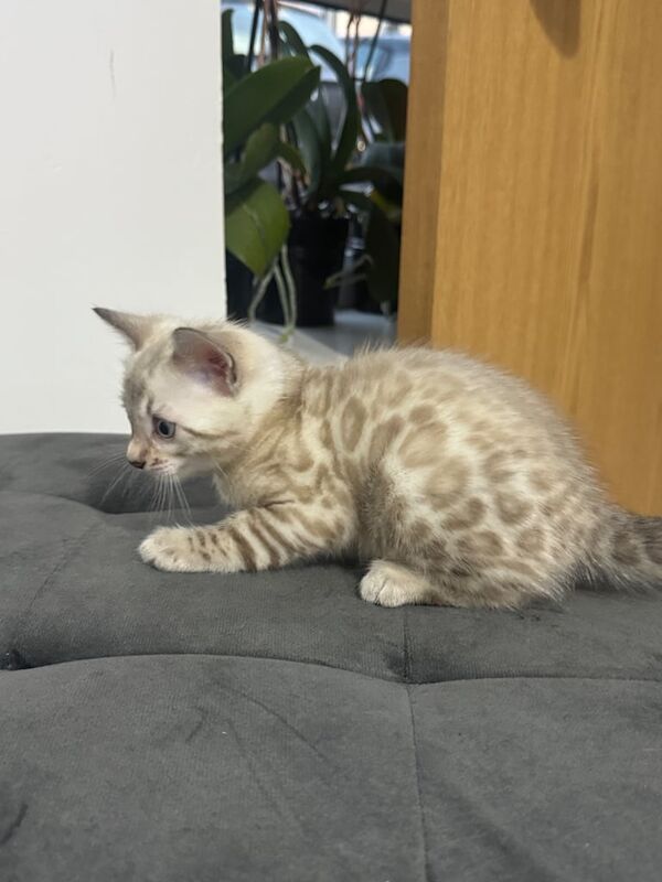 Bengal kittens for sale in Perth, Perth and Kinross – 5 weeks old