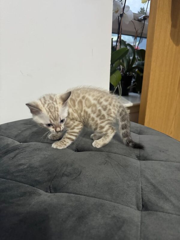 Bengal kittens for sale in Perth, Perth and Kinross – 5 weeks old - Image 2 of 3