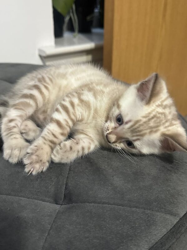 Bengal kittens for sale in Perth, Perth and Kinross – 5 weeks old - Image 3 of 3