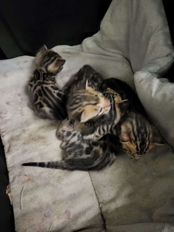 Bengal kittens for sale in Peterborough, Cambridgeshire – 3 weeks old