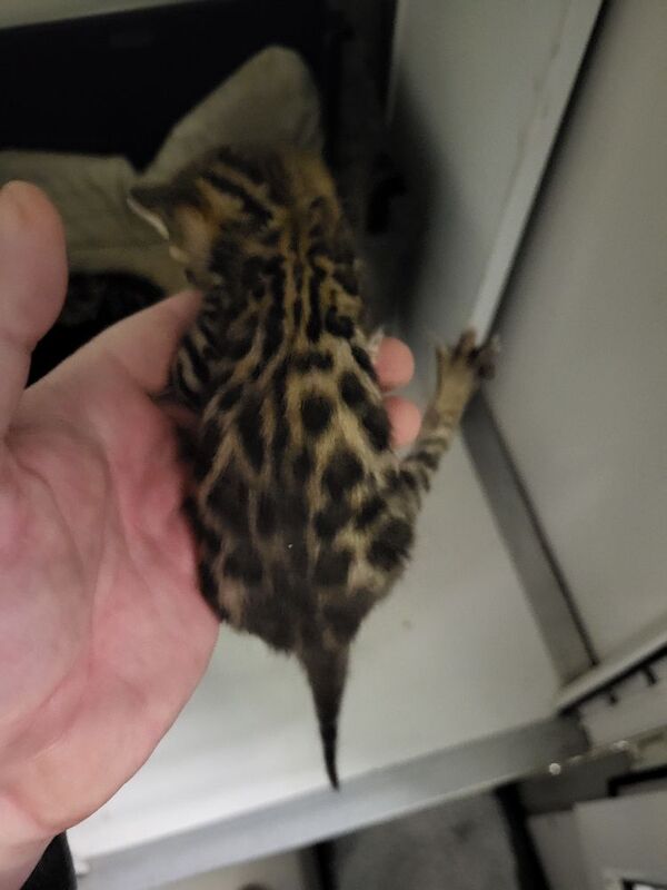 Bengal kittens for sale in Peterborough, Cambridgeshire – 3 weeks old - Image 2 of 5