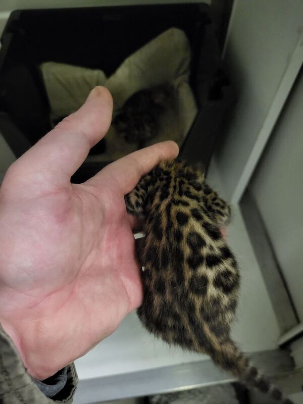 Bengal kittens for sale in Peterborough, Cambridgeshire – 3 weeks old - Image 3 of 5