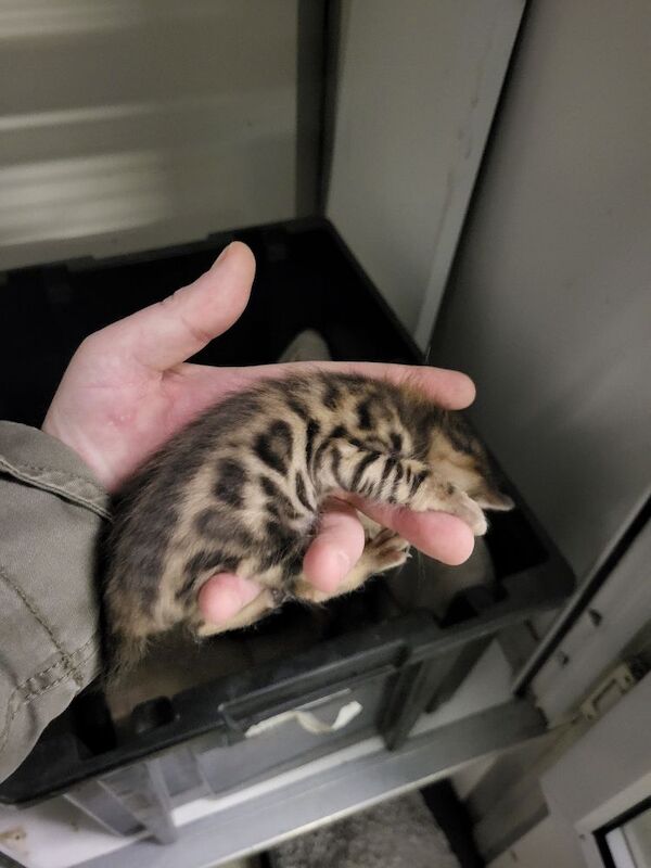 Bengal kittens for sale in Peterborough, Cambridgeshire – 3 weeks old - Image 4 of 5