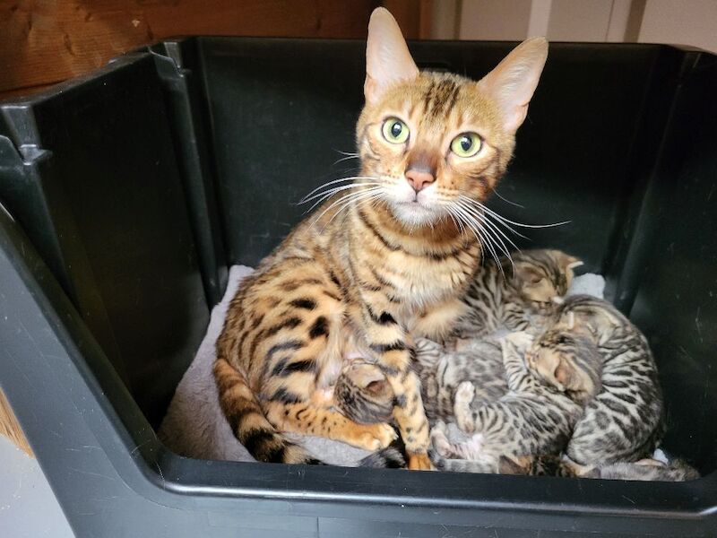Bengal kittens for sale in Peterborough, Cambridgeshire – 3 weeks old - Image 5 of 5