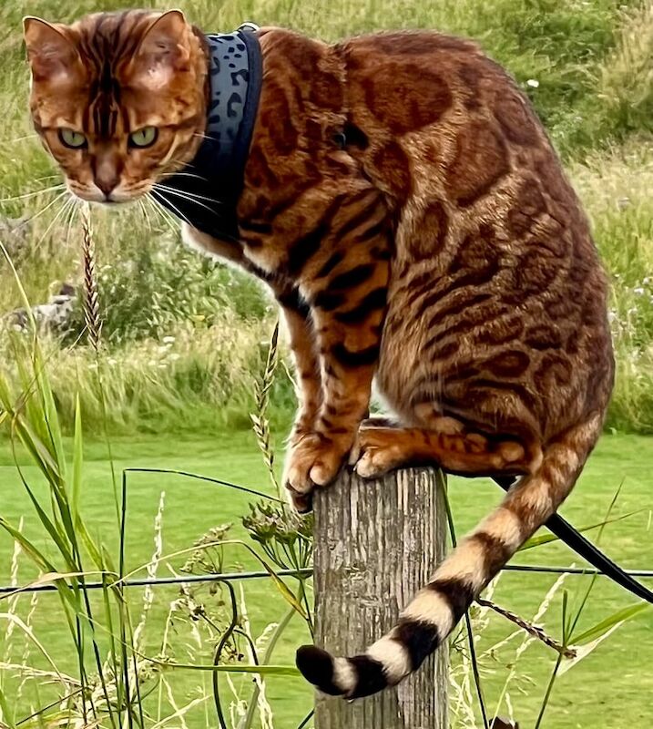 Bengal kittens for sale in Kirkliston, City of Edinburgh – 7 years old