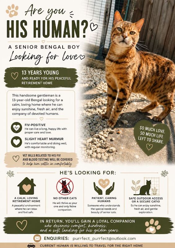 Senior Bengal Boy seeking loving home