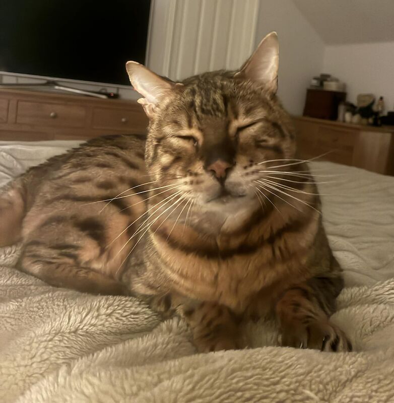 Senior Bengal Boy seeking loving home - Image 2 of 3