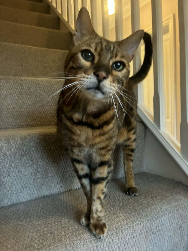 Senior Bengal Boy seeking loving home - Image 3 of 3