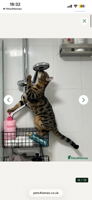 Shakira and Sphynx. BENGAL AND SHORTHAIR