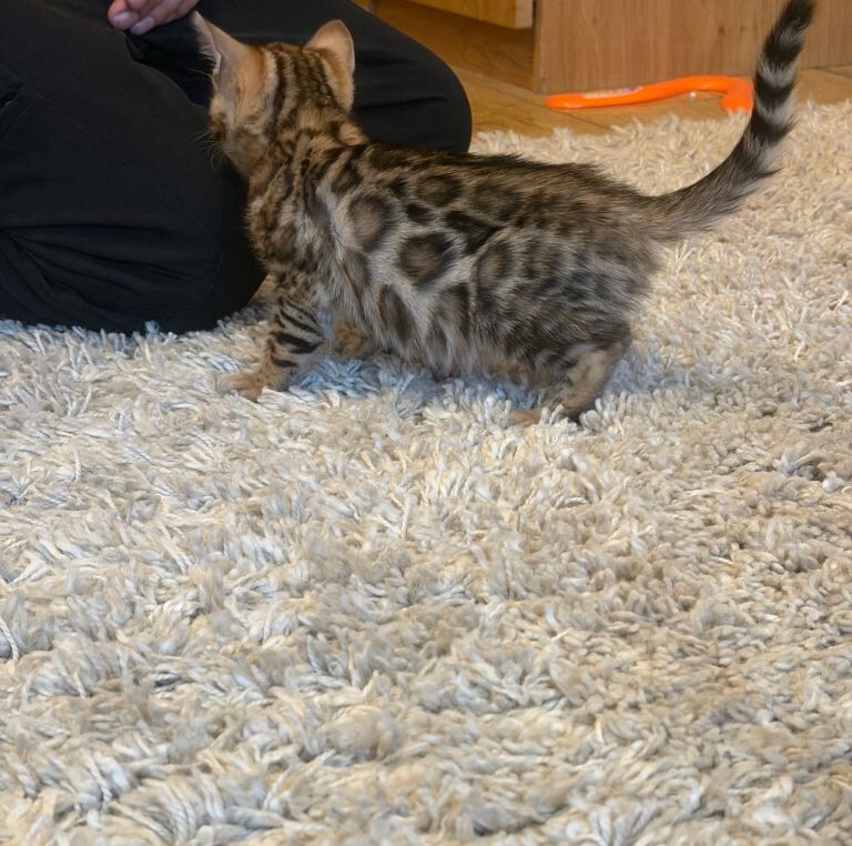 Bengal kittens for sale in Great Barr, West Midlands – 9 weeks old - Image 2 of 3