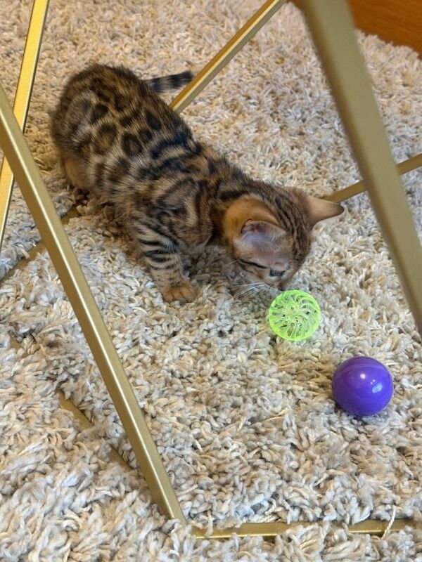 Bengal kittens for sale in Great Barr, West Midlands – 9 weeks old - Image 3 of 3