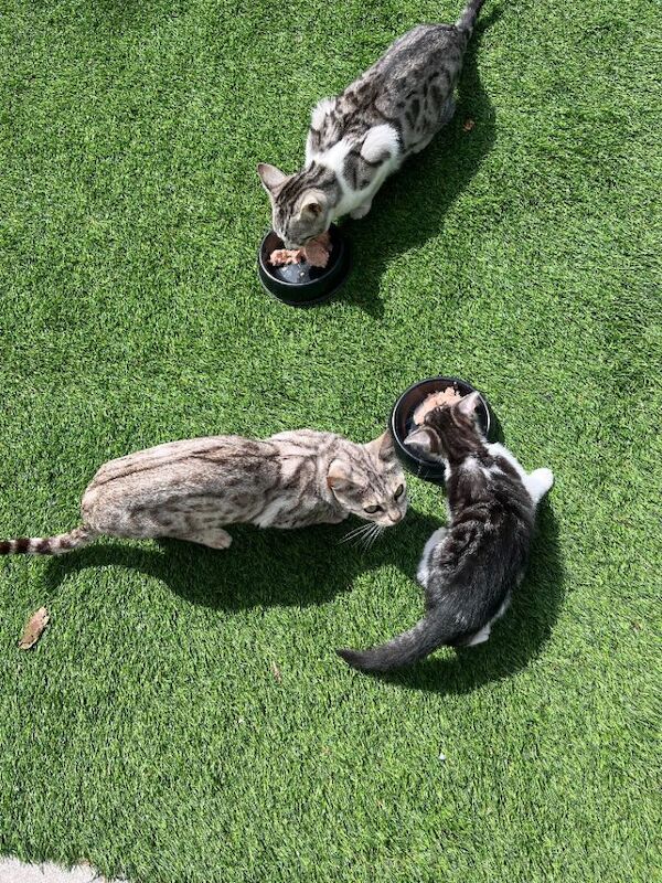 Bengal Kittens For Sale