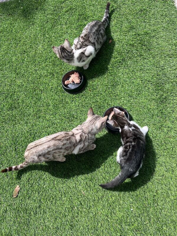 Silver Bengal female + 2 half bengal male kittens - Image 2 of 4