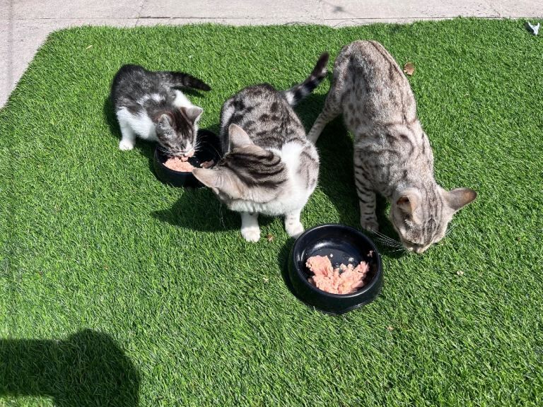 Silver Bengal female + 2 half bengal male kittens - Image 4 of 4