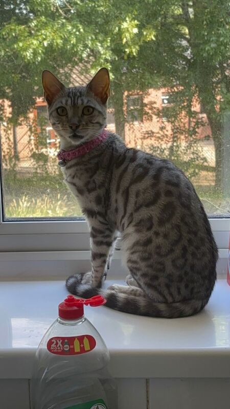 Silver bengal female 6 months old