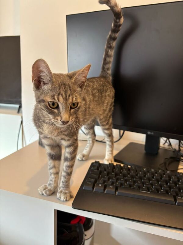 Bengal kittens for sale in Enfield, Greater London – 9 weeks old