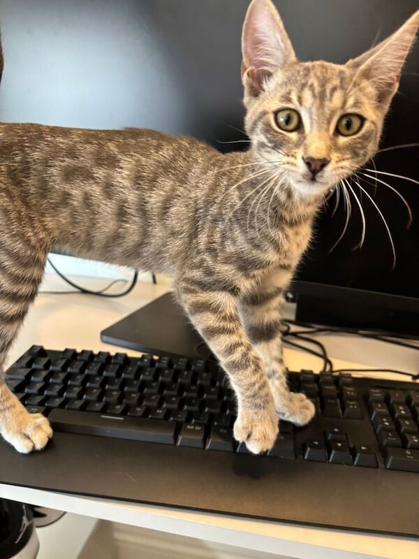 Bengal kittens for sale in Enfield, Greater London – 9 weeks old - Image 2 of 3