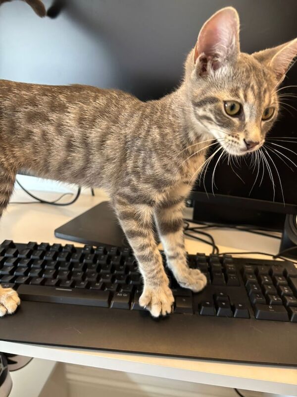 Bengal kittens for sale in Enfield, Greater London – 9 weeks old - Image 3 of 3