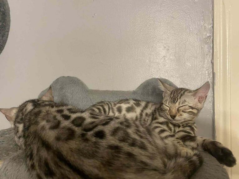 Bengal kittens for sale in Sunderland, Tyne and Wear – 11 weeks old